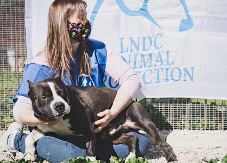 Operazione “Crudelia de Mon” – LNDC denuncia: “Le zoomafie incombono”