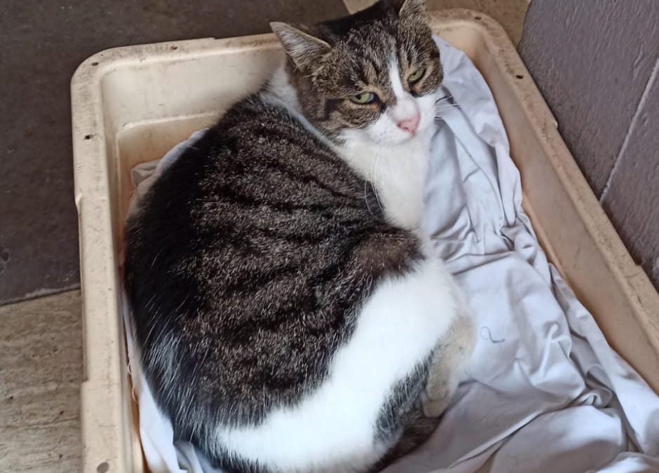 RIETI, GATTINA BRUTALMENTE AMMAZZATA. LNDC DENUNCIA: “MINACCE E POI MASSACRO”