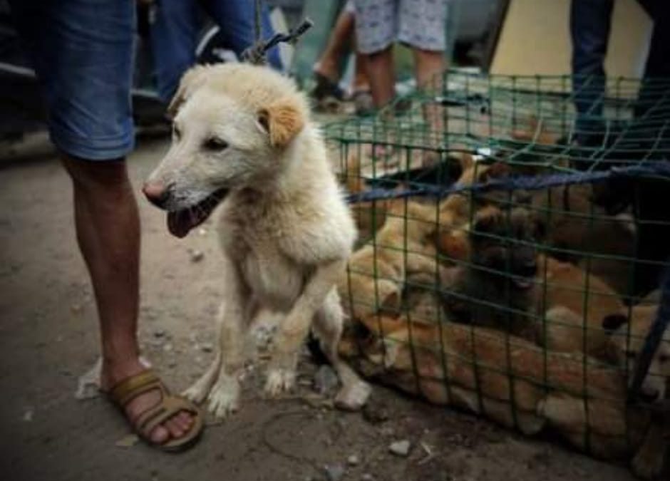 Cani trucidati e cucinati a Yulin