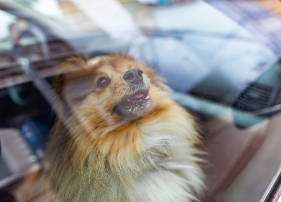 Animali, in arrivo la cappa africana