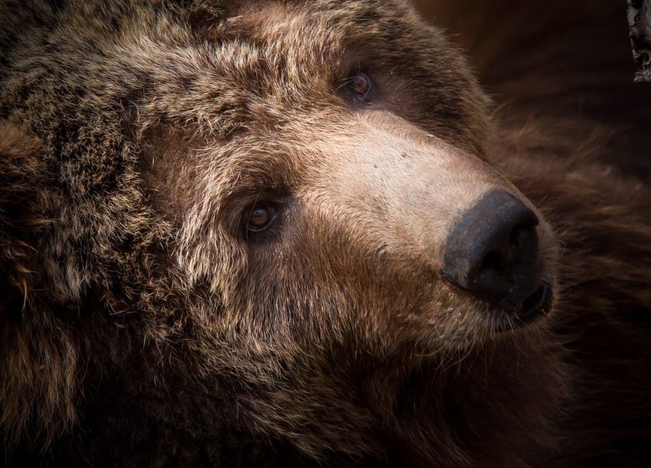 Orsi in Trentino, più libertà per abbatterli