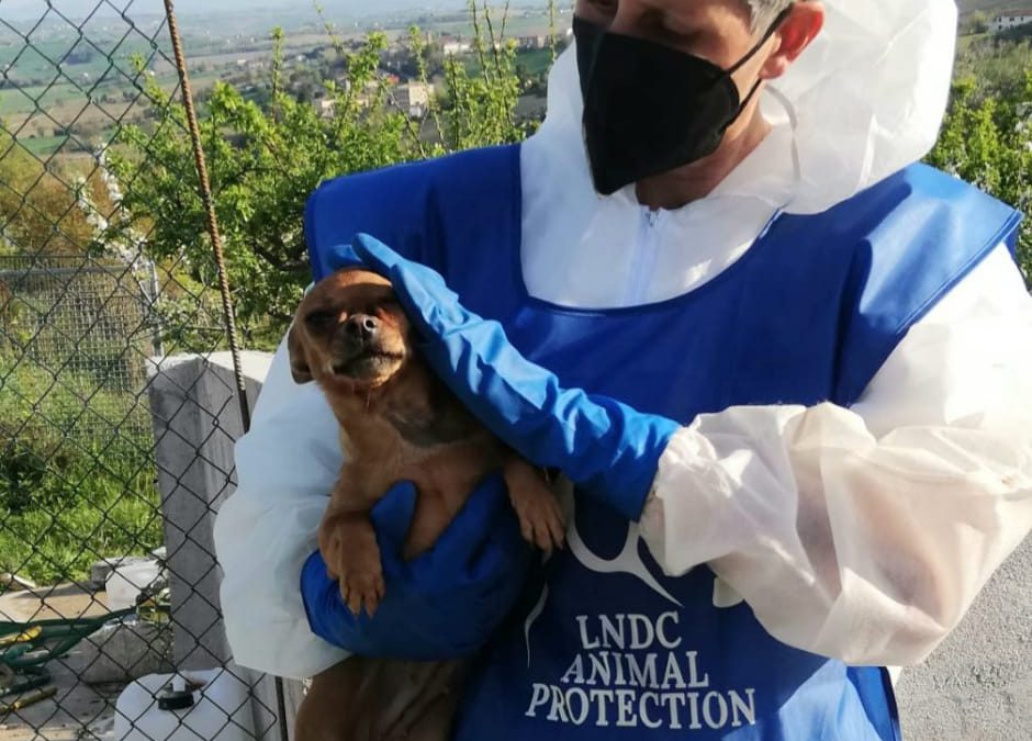 Trecastelli (AN) – 15 rinviati a giudizio. Plauso delle Associazioni che presentarono una denuncia sui fatti gravissimi che hanno coinvolto oltre 800 cani.