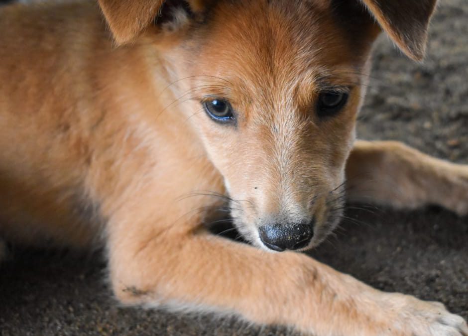 Salerno – Cane chiuso in valigia e buttato nel fiume. LNDC denuncia