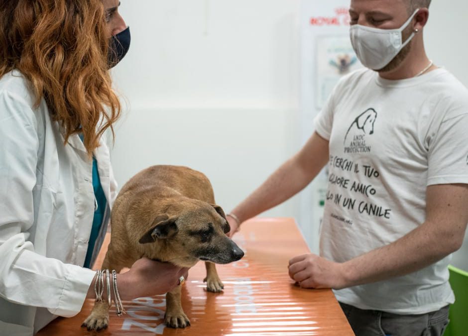 Farmaci umani per i pet: TAR respinge ricorso