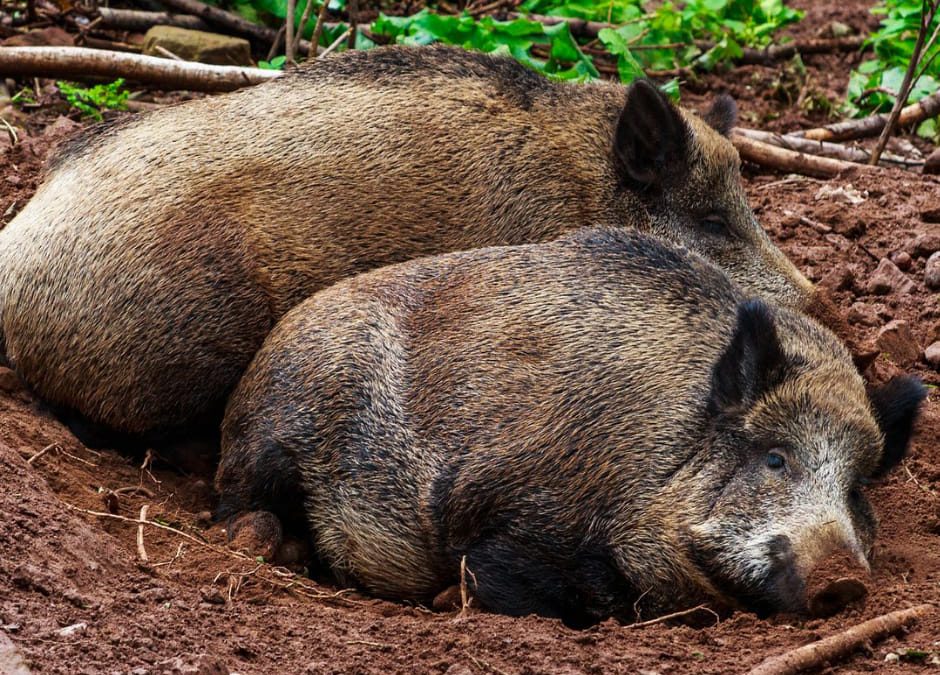 Puglia – Consigliere regionale contro i cinghiali