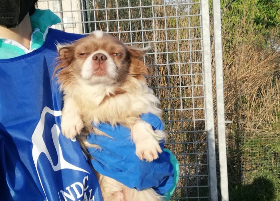 Allevamento Trecastelli. Incontro con la Regione: il bilancio delle Associazioni.