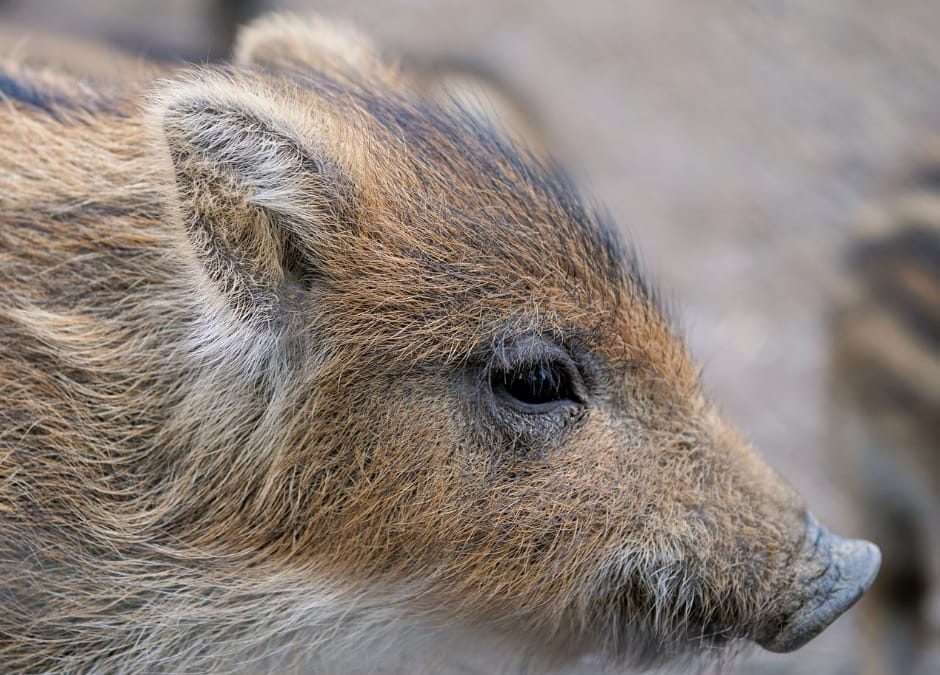 Lazio – Regione senza rispetto per gli animali selvatici