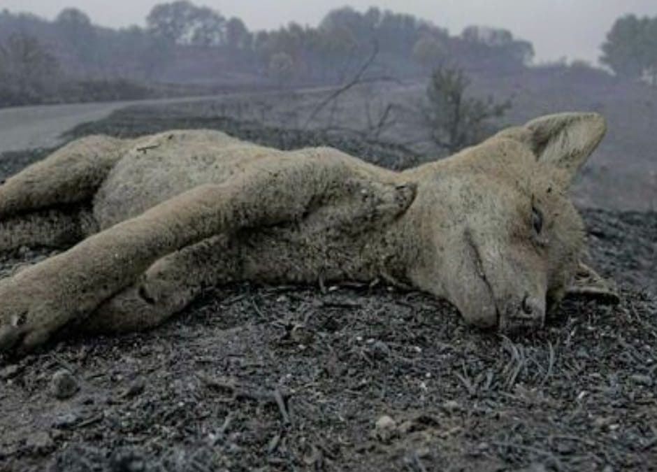 SOS Sardegna: servono aiuti, LNDC è in prima linea per gli animali