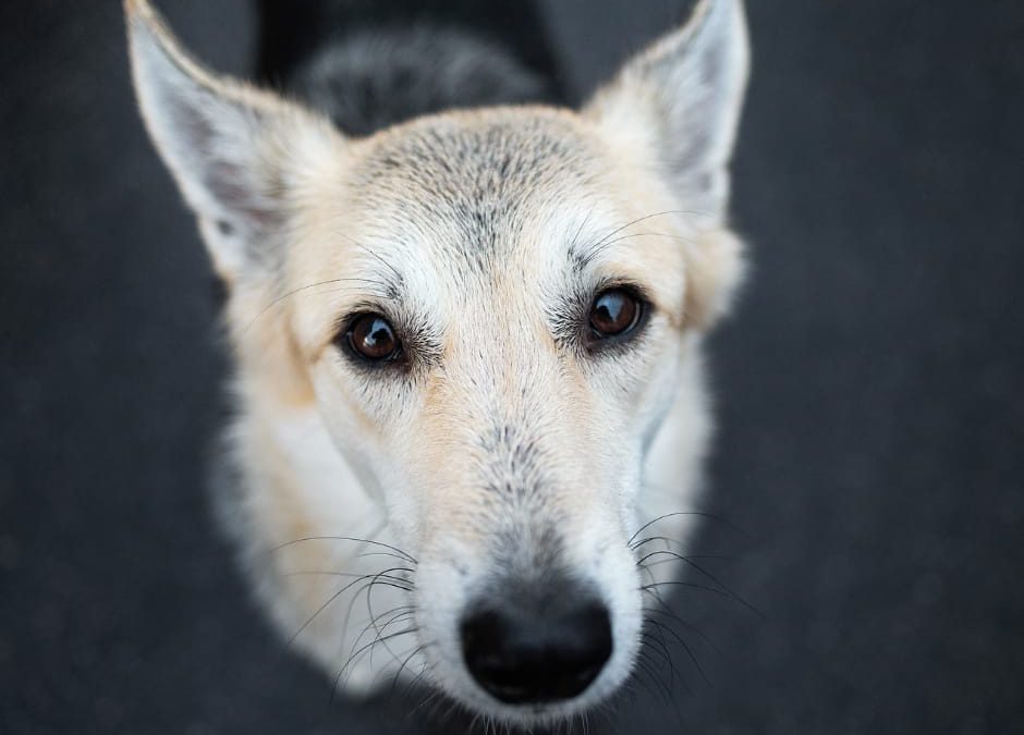 Abbandono e incidenti: la campagna LNDC e Anas