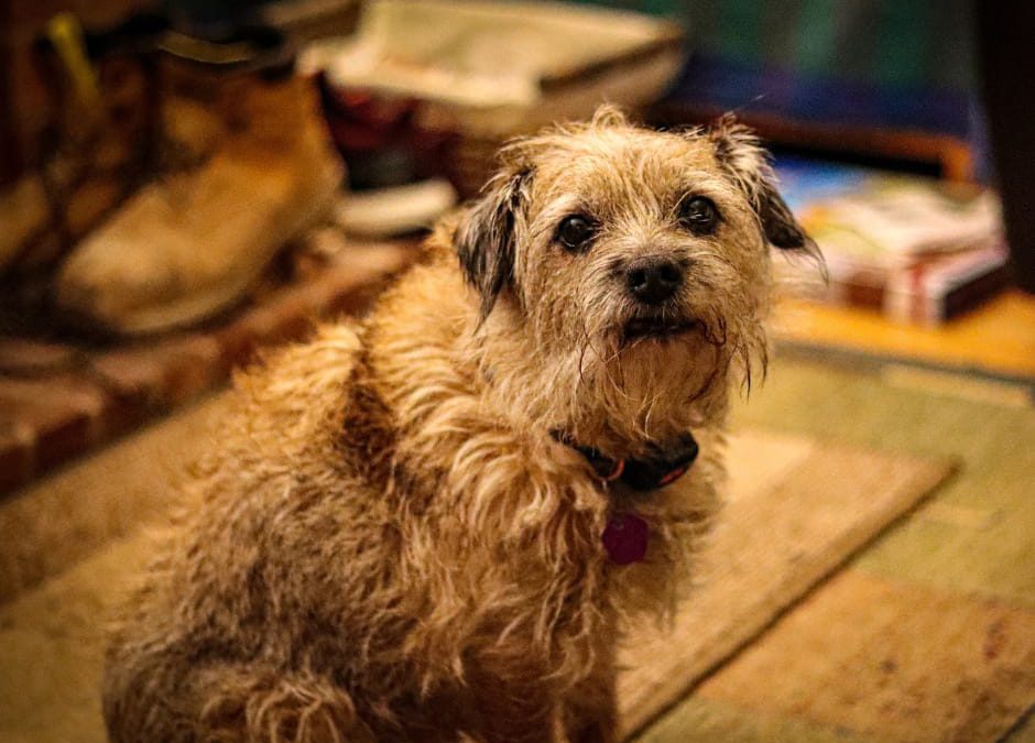 Praia a Mare (CS) – Uccide il suo cane in spiaggia. Scatta la denuncia di LNDC Animal Protection