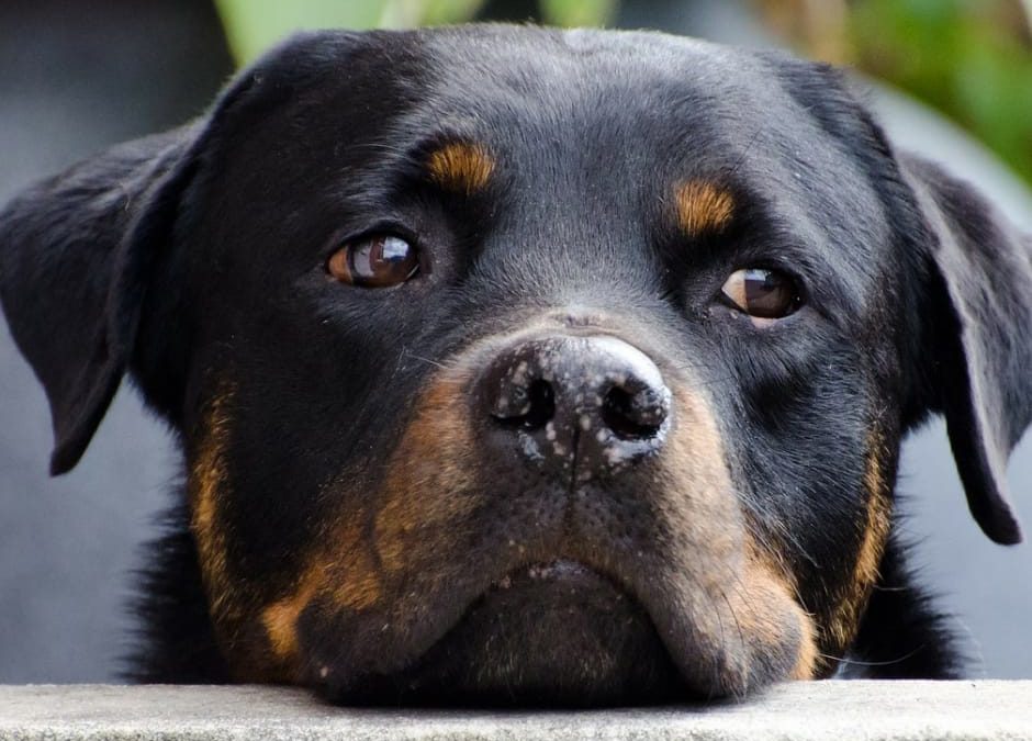 Savona, cane morto chiuso in auto