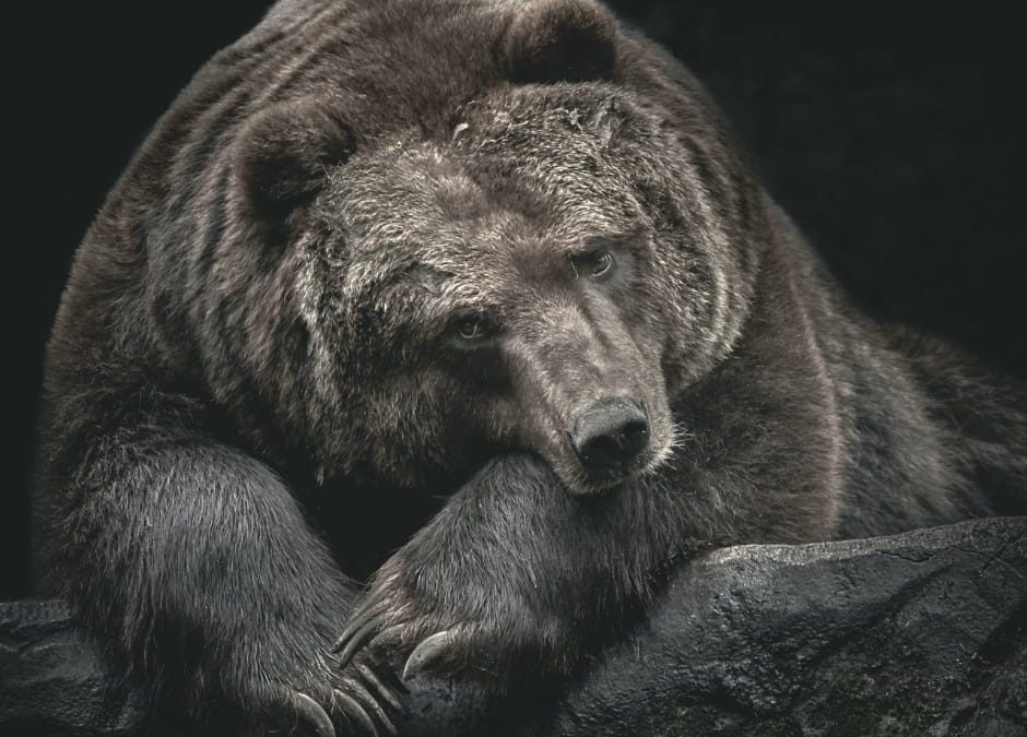 Trentino, nuovi orsi nel mirino.