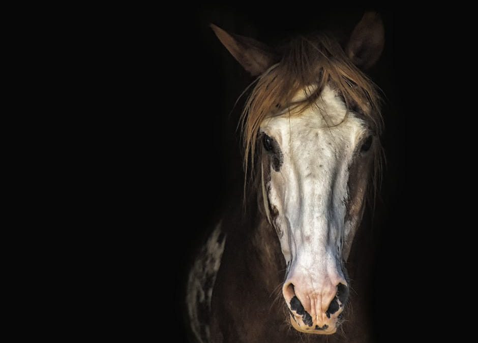 Palermo, cavallo in strada collassa e muore