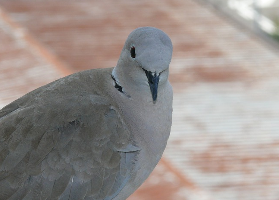 Calabria – Il TAR boccia il calendario venatorio: sospesa la preapertura della caccia a tortosa e quaglia.