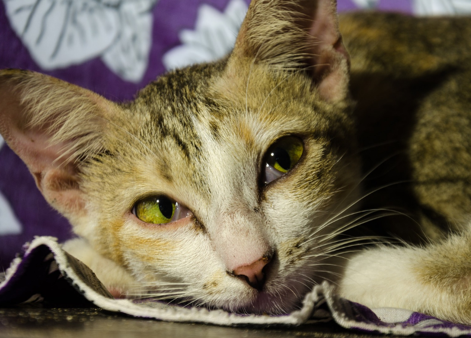 Massa, gatto ucciso e nascosto in un sacchetto