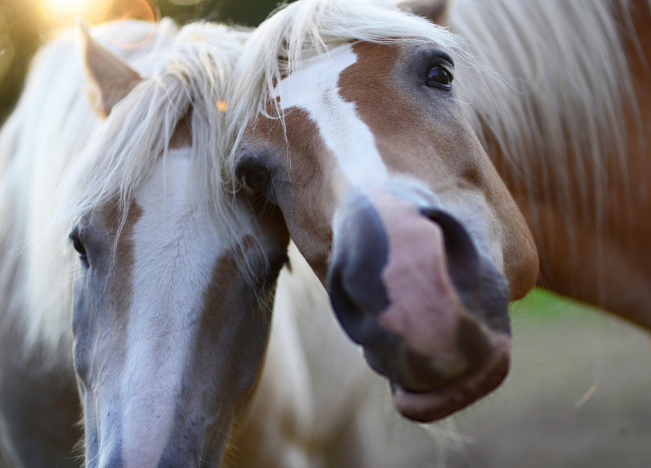 Palermo, arriva lo stop alle carrozze con il caldo