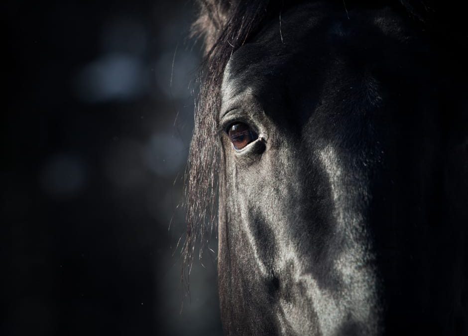 Cellole (CA) – Cavallo maltrattato e sfruttato. LNDC denuncia