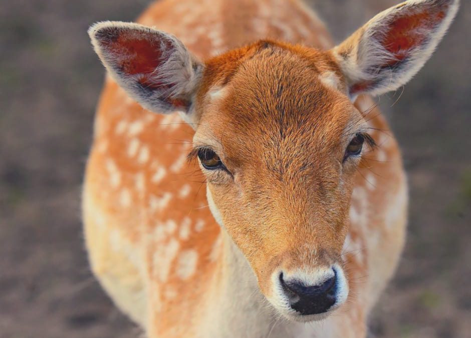LNDC scrive al Presidente della Regione Lazio