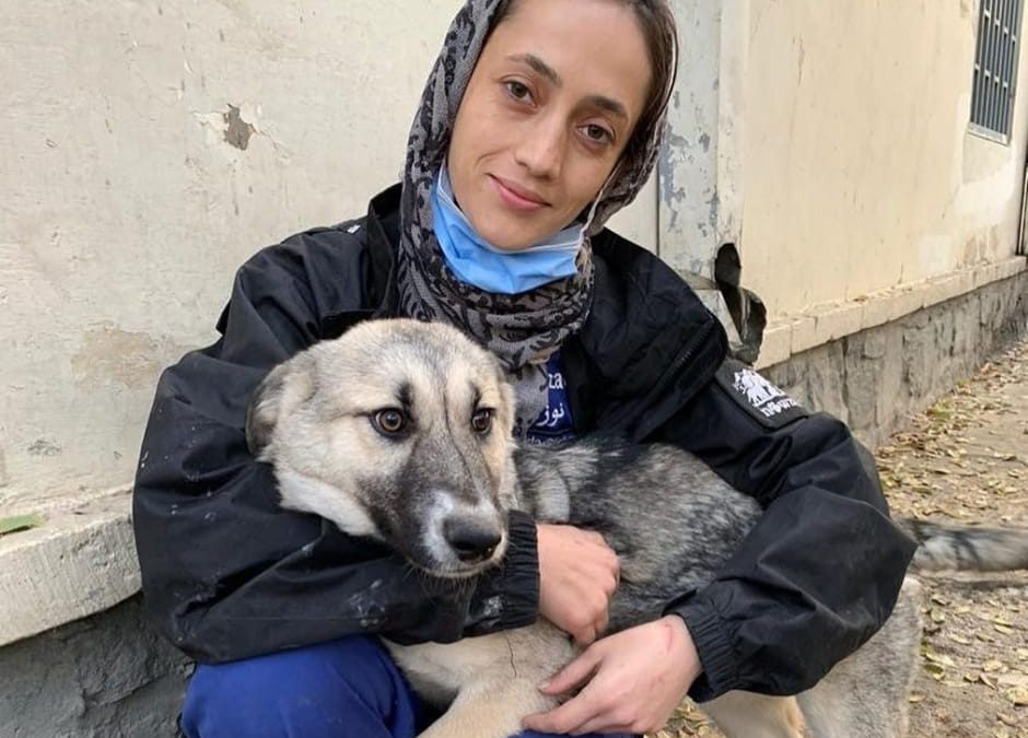 Afghanistan – I volontari e gli animali di Nowzad hanno bisogno di aiuto