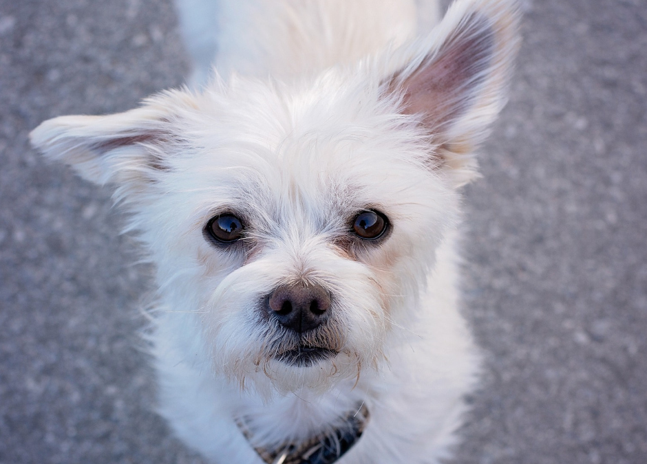 PADOVA, CANE UCCISO A BASTONATE LNDC DENUNCIA: “PERSONA PERICOLOSA,  FIRMATE PER NUOVA LEGGE”