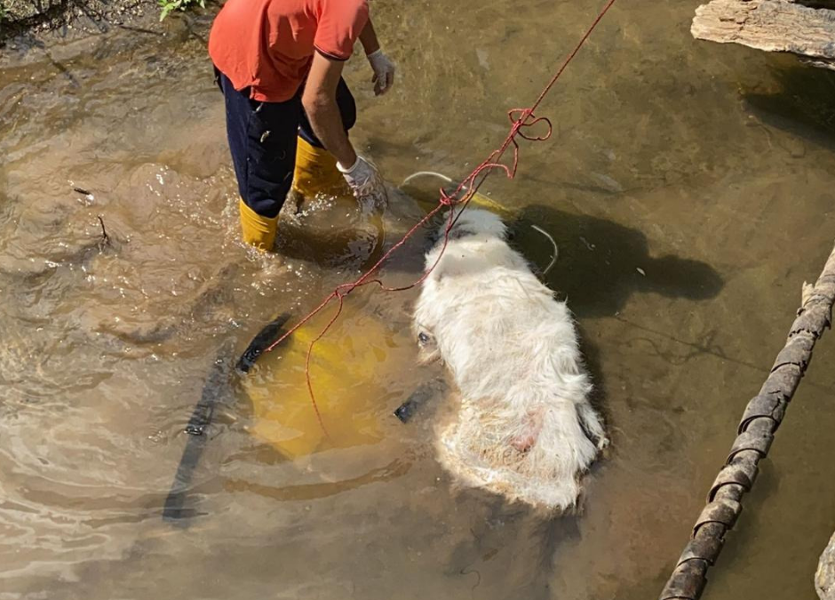 ROMA, CANI CON MICROCHIP RIVENUTI IN UN TORRENTE. LNDC ANIMAL PROTECTION DENUNCIA: “CHI SA PARLI”