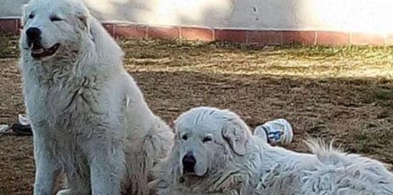 TERAMO – SPARA AI CANI DEL VICINO. LNDC: “BASTA, LA LEGGE DEVE CAMBIARE”