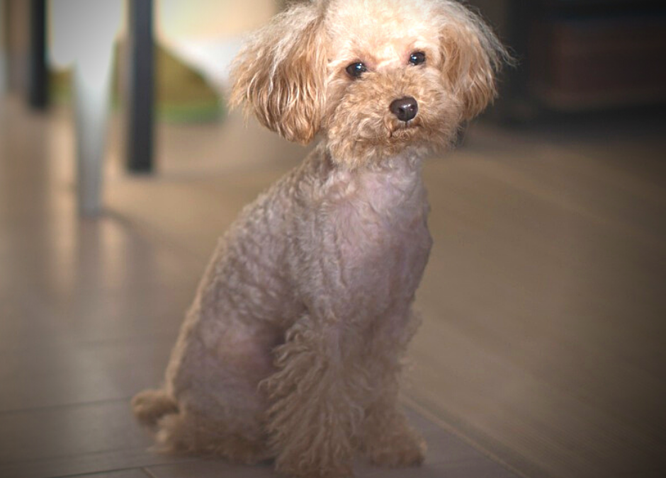 Oristano, morta barboncina: pochi minuti nell’auto al sole. LNDC: “Incredibile che accada ancora”