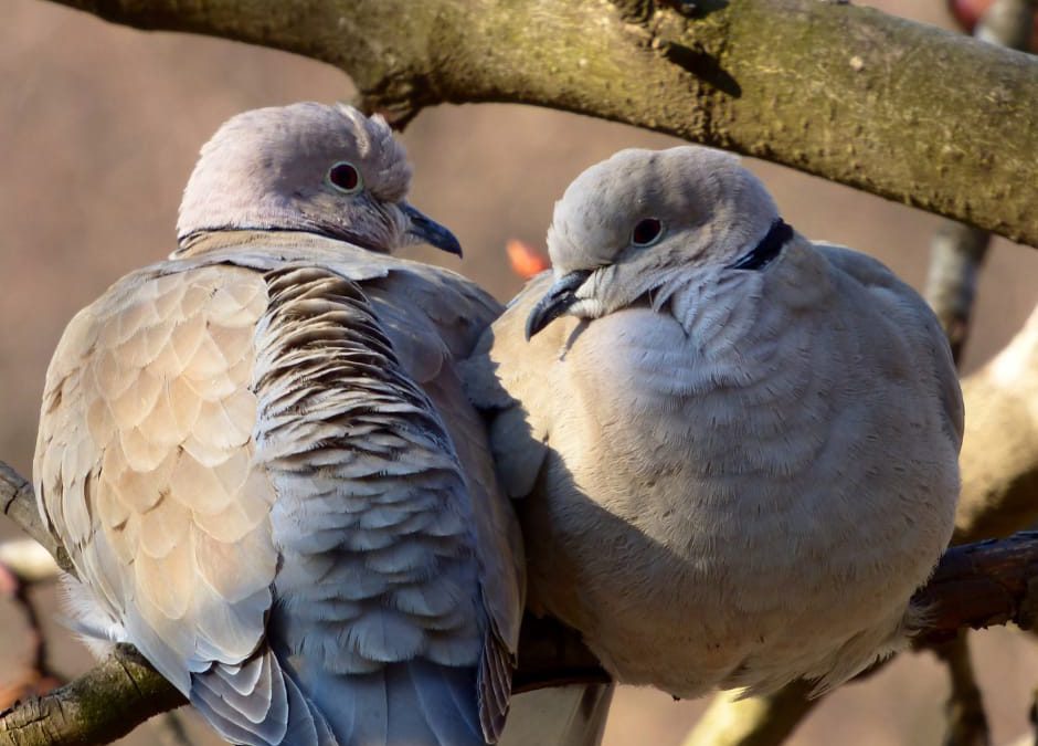 Sospeso fino all’8 settembre il calendario venatorio della Regione Abruzzo a seguito del ricorso presentato dalle Associazioni ambientaliste LNDC, ENPA, LAV, LIPU e WWF