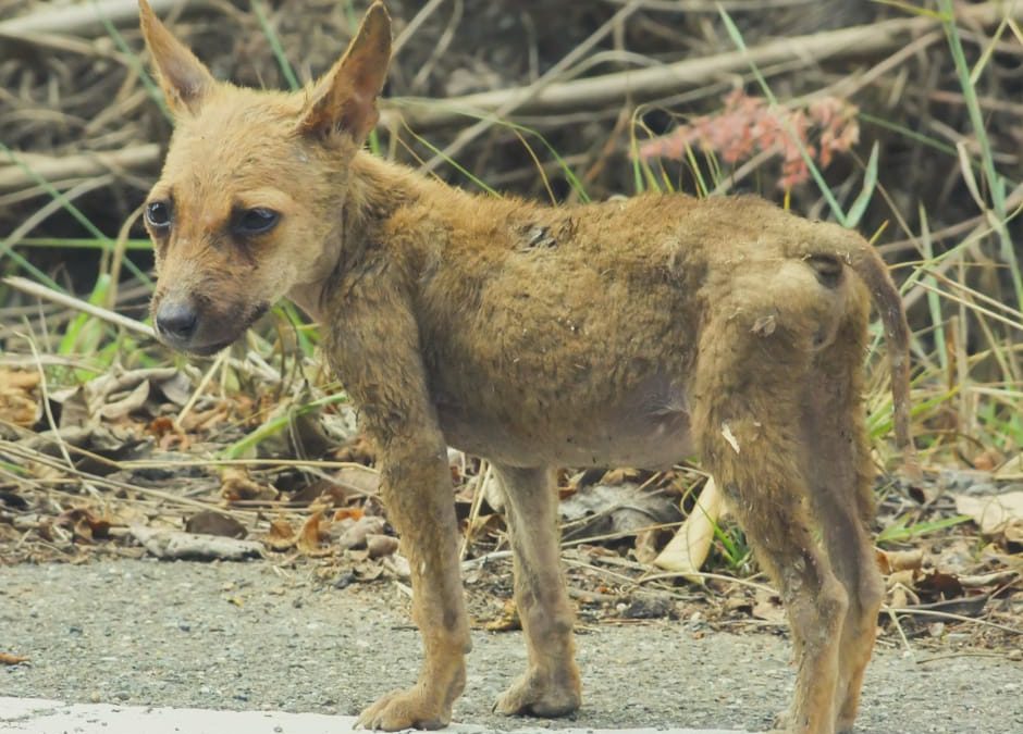 Monte Sant’angelo (Fg) – Denunciato Per Aver Lasciato Il Cucciolo Senza Acqua E Cibo