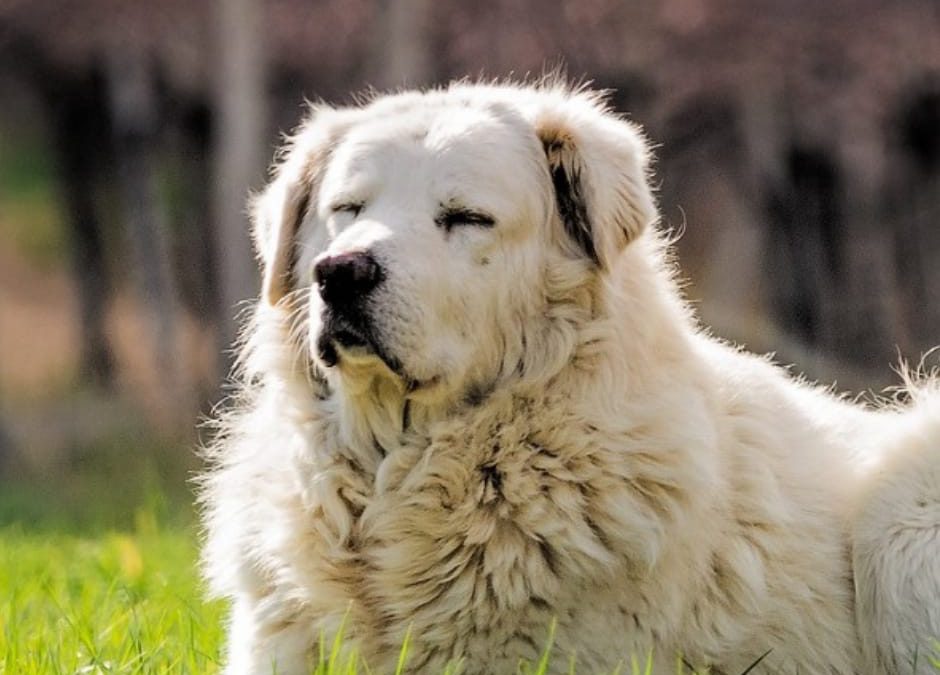 Alanno (PE) – Pastori abruzzesi maltrattati.  LNDC denuncia il proprietario: “mentalità retrograda”