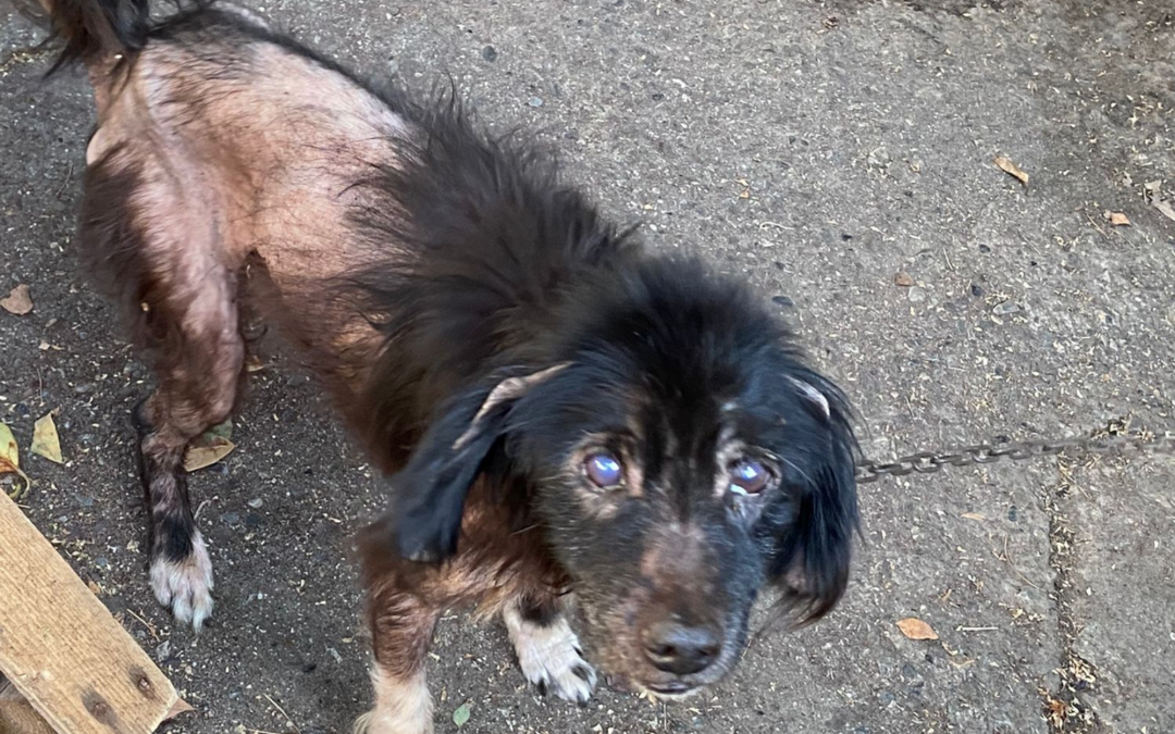 Massa – Lucky, una storia a lieto fine