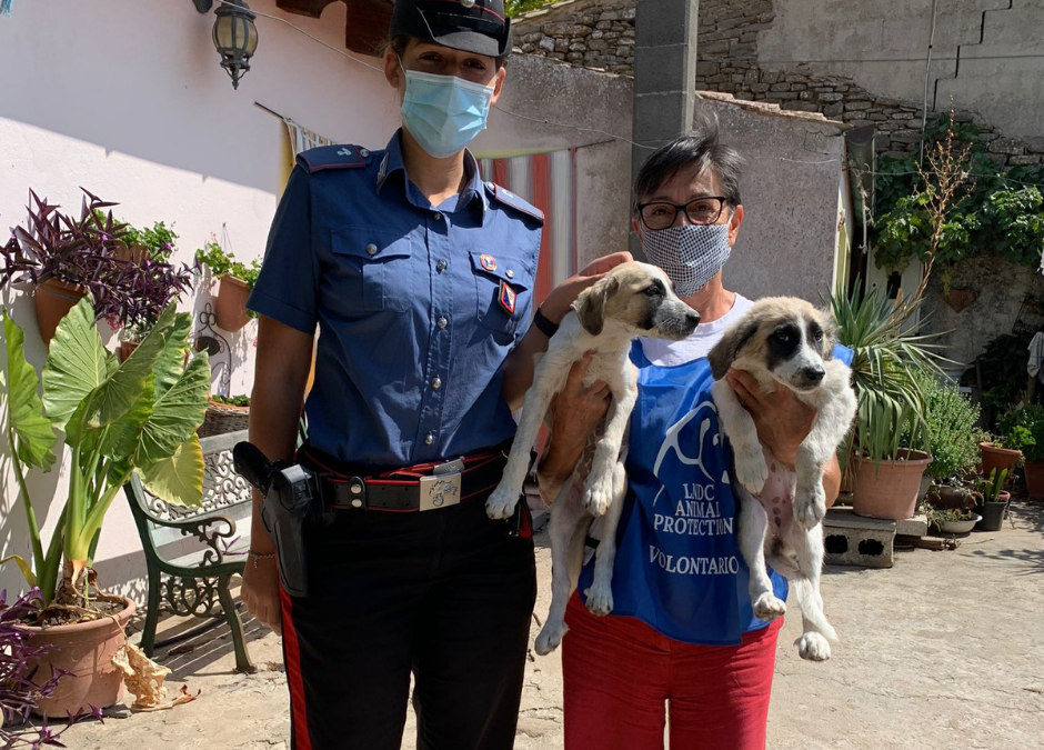 Mandas, due casi di grave maltrattamento. Un cane e cuccioli denutriti e legati a catena per la guardia. I cuccioli sono gia’ al sicuro tra le braccia dei volontari