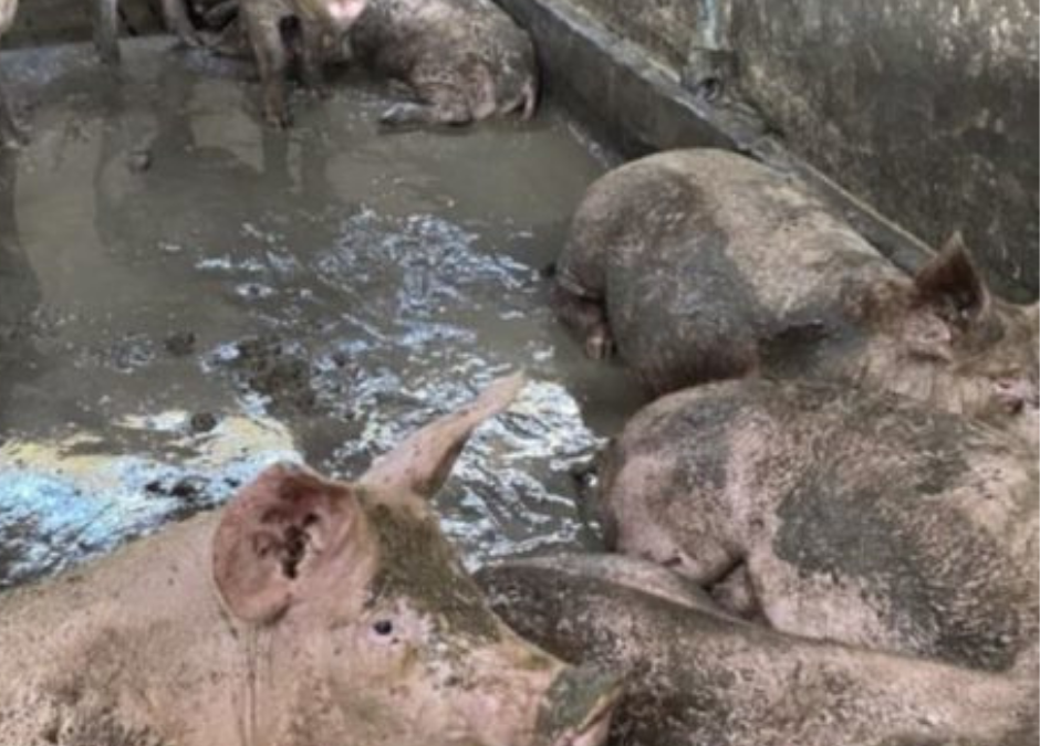 FOSSANO (CN) – LNDC DENUNCIA ALLEVAMENTO HORROR