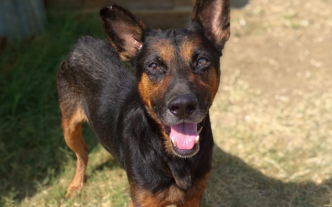 Alcamo (TP) – Regaliamo a Martino un futuro pieno di amore