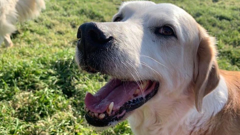 Cecina, decapita la sua cagnolina e ne getta i resti