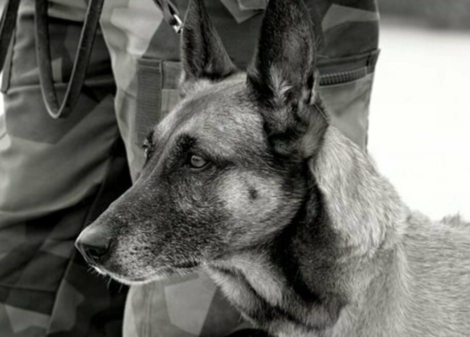 Kabul, cani abbandonati tra aeroporto e città