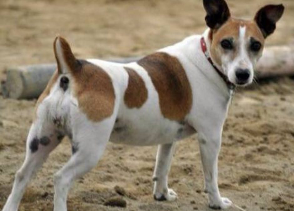 Gina, la jack russel uccisa a forconate e bruciata