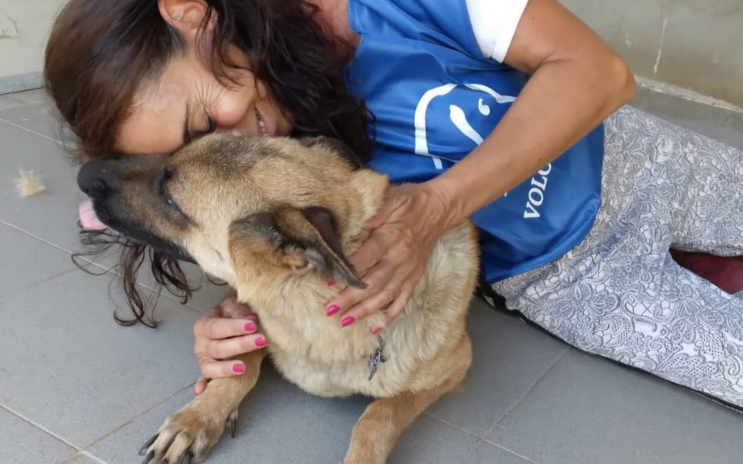 Mandas, femmina e cuccioli in catene