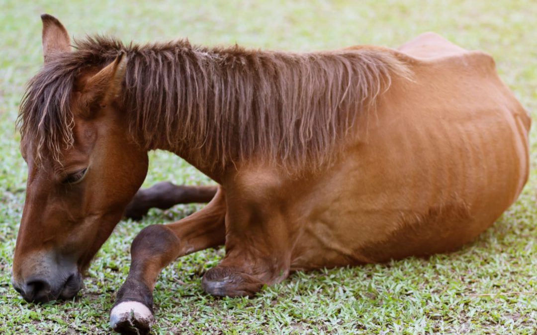 Lecce – Animali trasportati irregolarmente