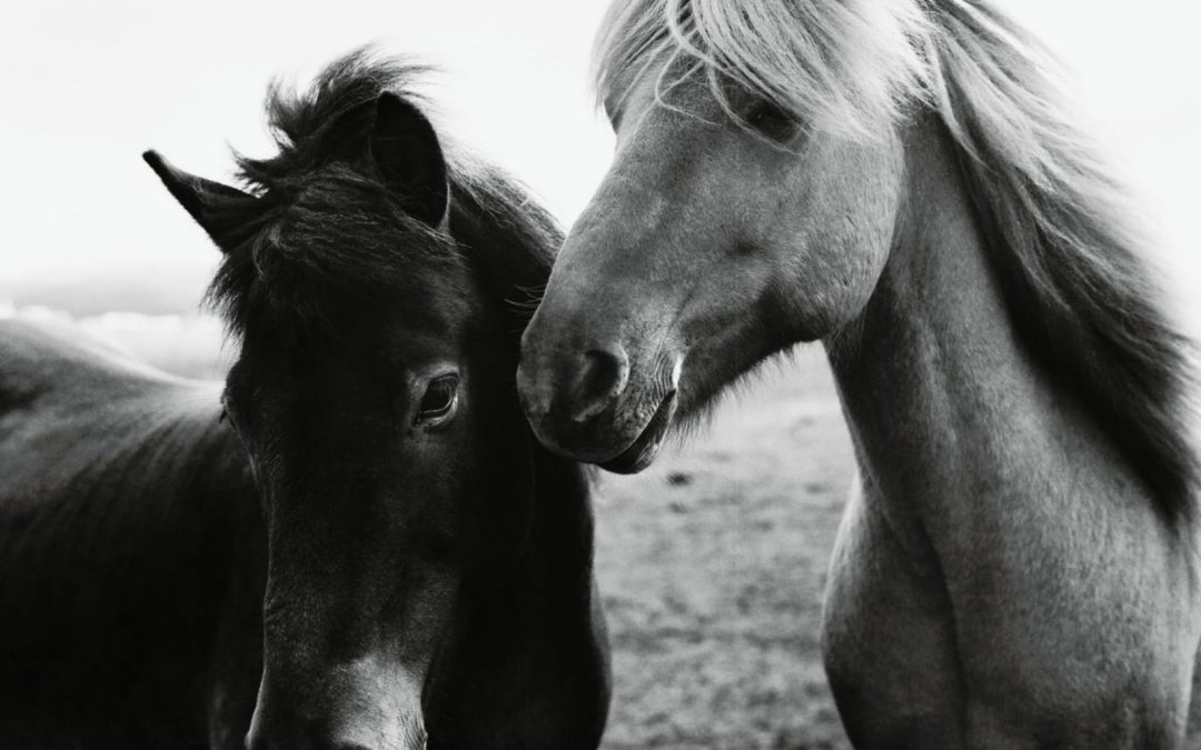 Palio di Fucecchio, morti due cavalli