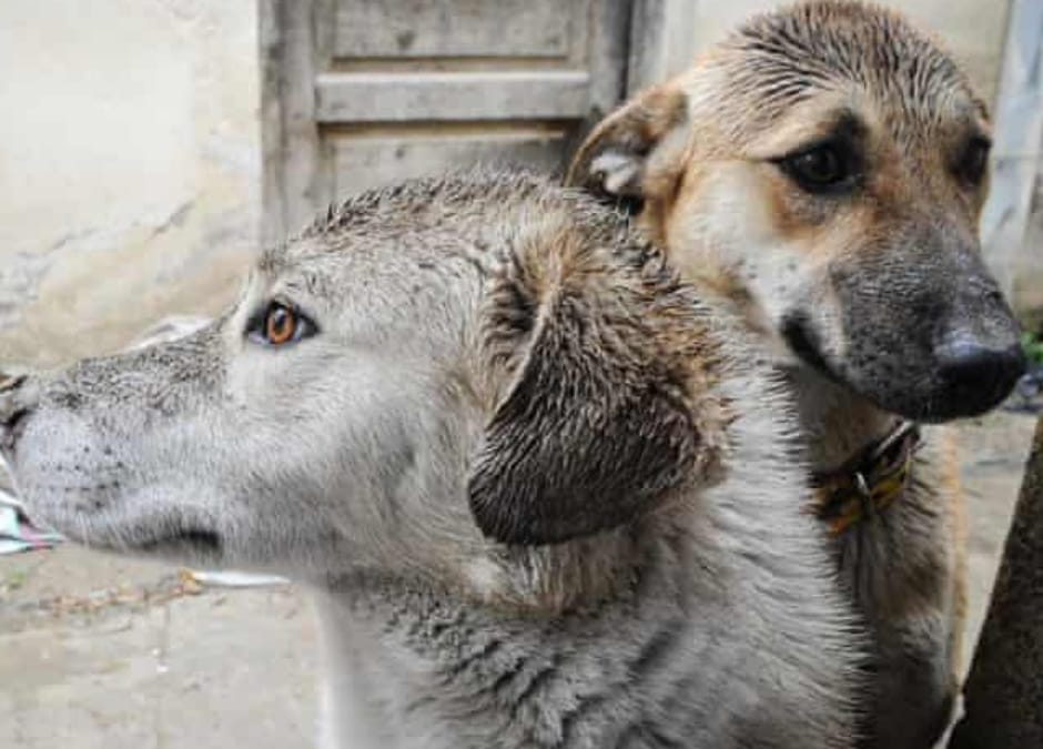 LNDC scrive al Segretario di Stato US per i cani di Kabul