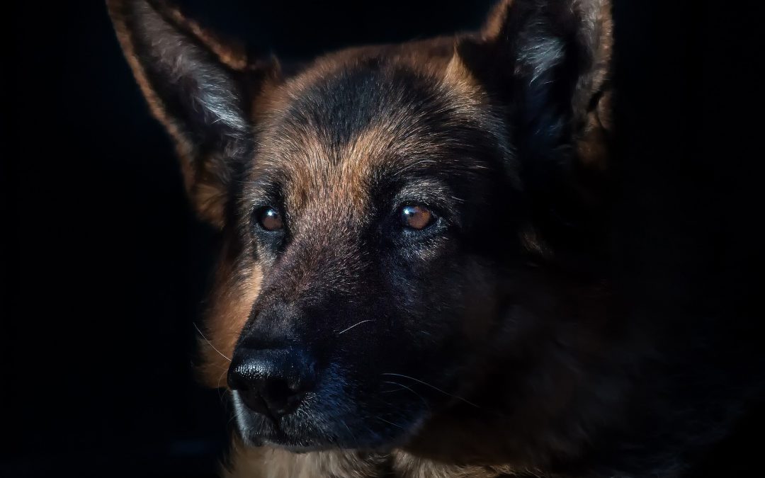 Brescia, cane ritrovato nel fiume