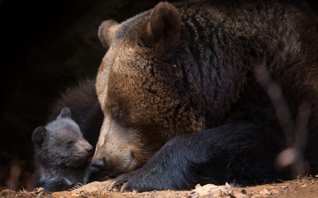 Tar accoglie istanze LNDC e WWF