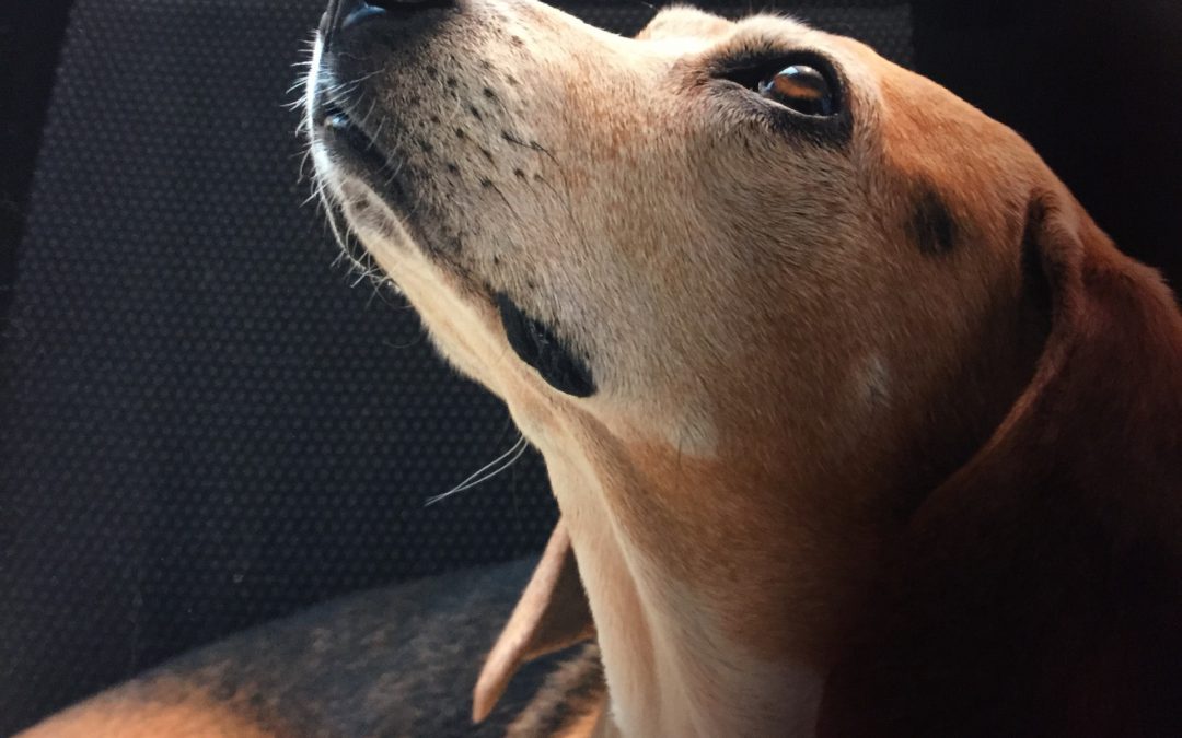 18/9 Beagle – Manifestazione alla Aptuit Evotec