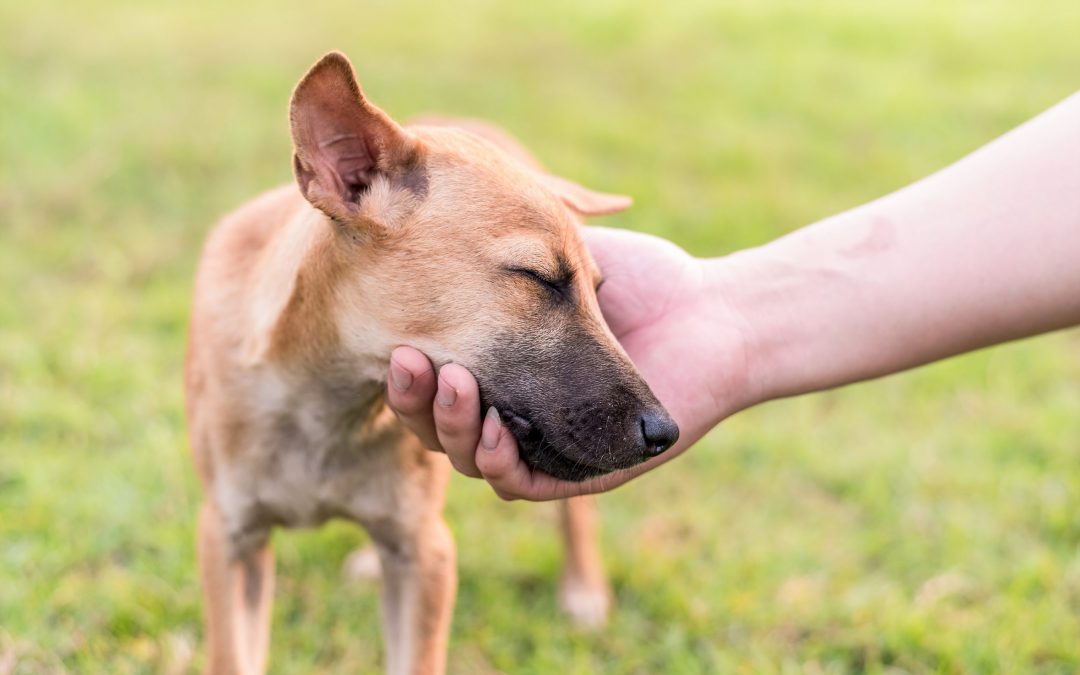 Ministero della Salute proroga ordinanze sugli animali