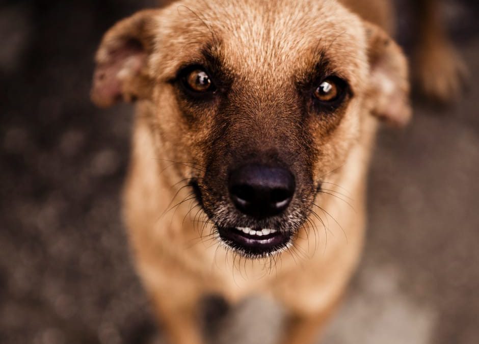 Oschiri (SS), spara e uccide un cane