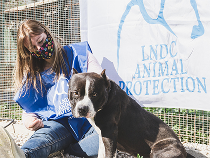 Verona, pit bull preso a bastonate