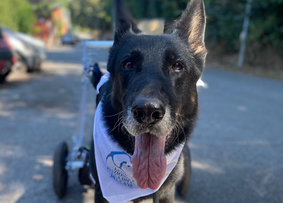 Chico – Dopo una vita di lavoro ha bisogno di una casa speciale