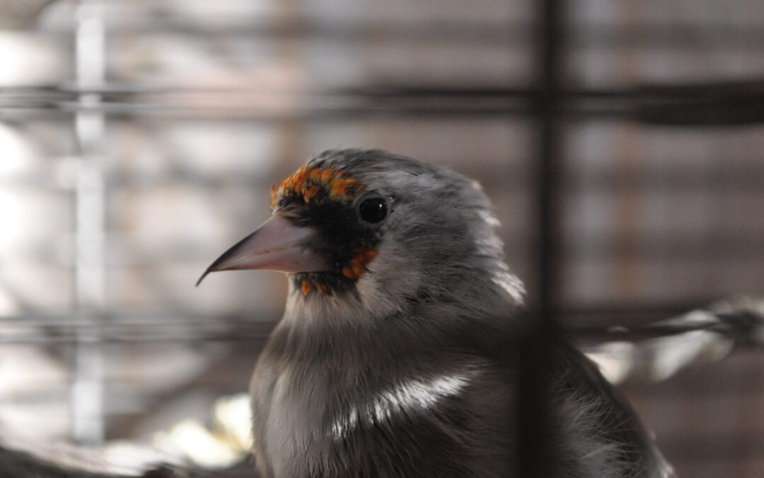 Rieti – Bracconieri colti sul fatto. LNDC denuncia