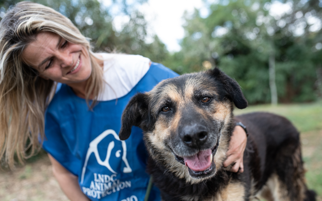 Cani e gatti: LNDC e fotografi uniti per più adozioni